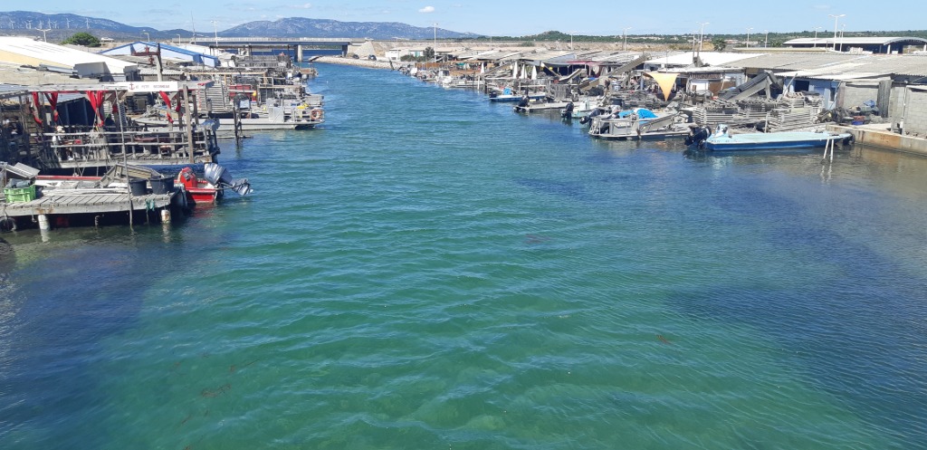 Le port ostréicole de Leucate